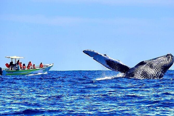 Cabo San Lucas Whale Watching Tour with Photos Included - Practical Details: What You Need to Know
