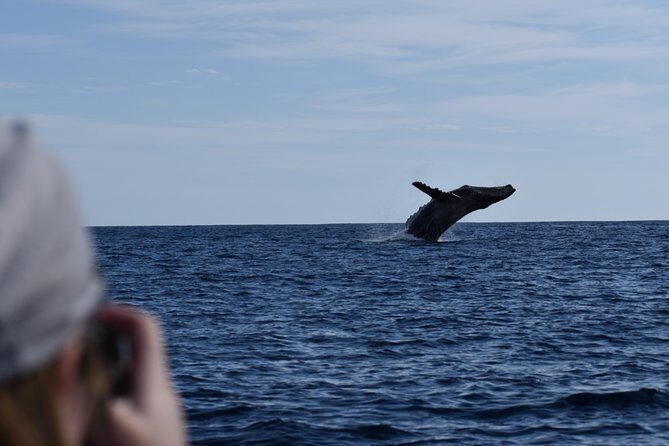 Cabo San Lucas Whale Watching Tour with Photos Included - Who Will Enjoy This Tour?