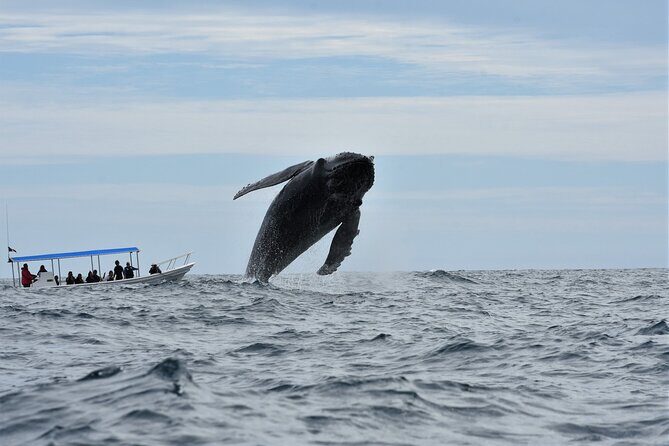 Cabo San Lucas Whale Watching Tour with Photos Included - The Sum Up: Why Choose This Tour?