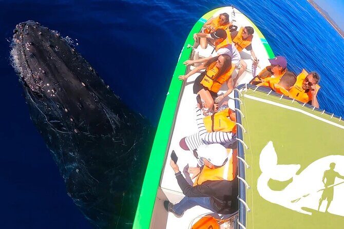 Cabo San Lucas Whale Watching Tour with Photos Included - FAQs