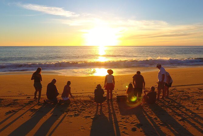 Cabo Turtle Release - Key Points