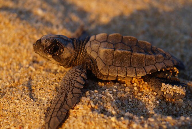 Cabo Turtle Release - FAQ