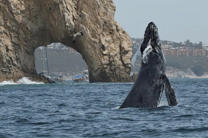 Cabo Whale Watching Tour: 2 Hours at Arch & Lovers Beach - Key Points