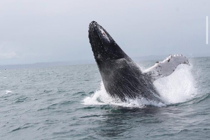 Cabo Whale Watching Tour: 2 Hours at Arch & Lovers Beach - What’s Included and What’s Not