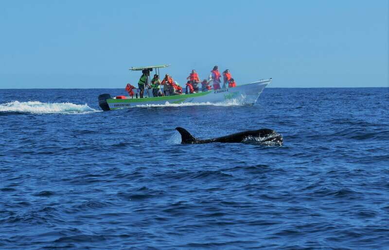 Cabo: Whale-Whatching Boat Trip w/ All-Women Crew and Photos - An In-Depth Look at This Whale-Watching Experience