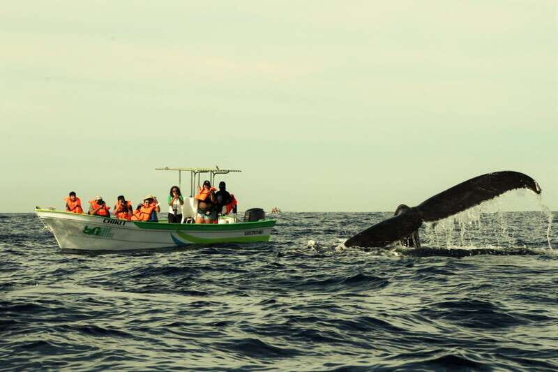 Cabo: Whale-Whatching Boat Trip w/ All-Women Crew and Photos - Final Reflection