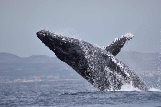 Cabo Wildlife SAFARI - Authentic Experiences from Reviews
