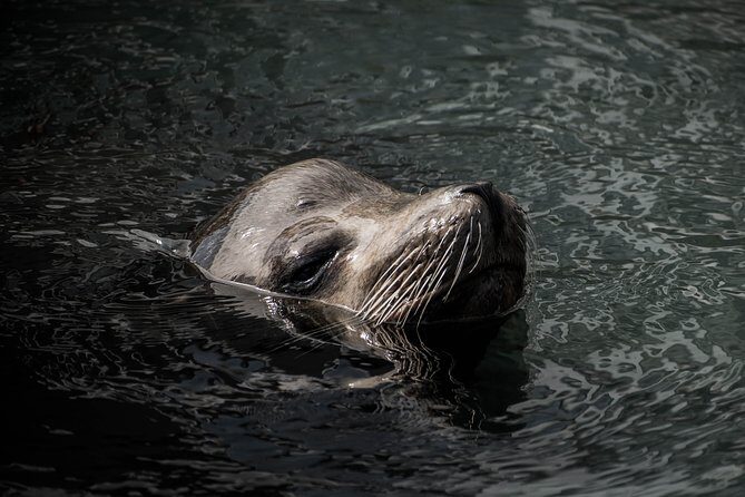 Cabo Wildlife SAFARI - The Sum Up