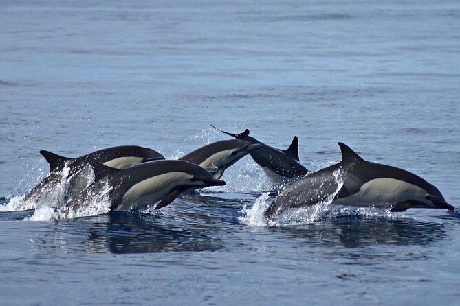 Cabo Wildlife SAFARI - FAQ