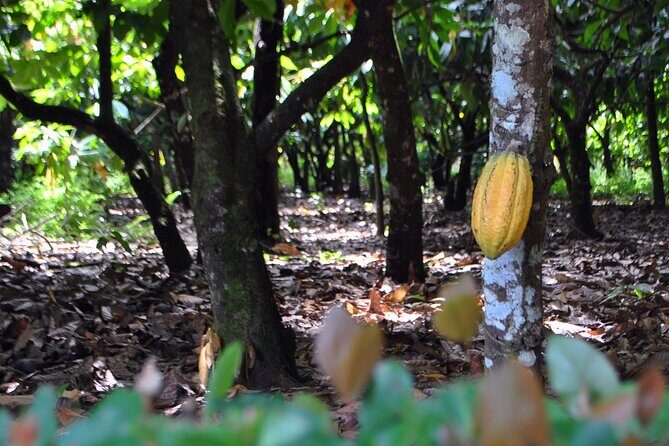 Cacao Plantation and Chocolate Factory Tour- Chocolate Lovers - An In-Depth Look at the Tour Experience