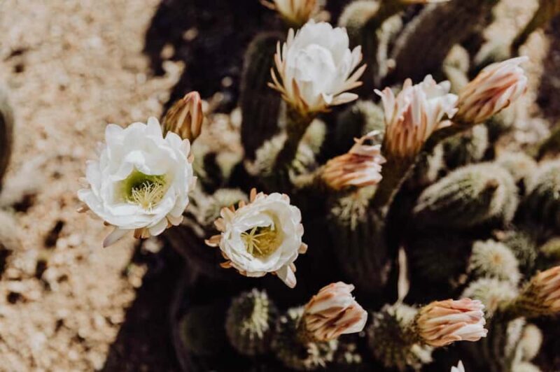 Cactus Country: Entry Ticket - Final Thoughts