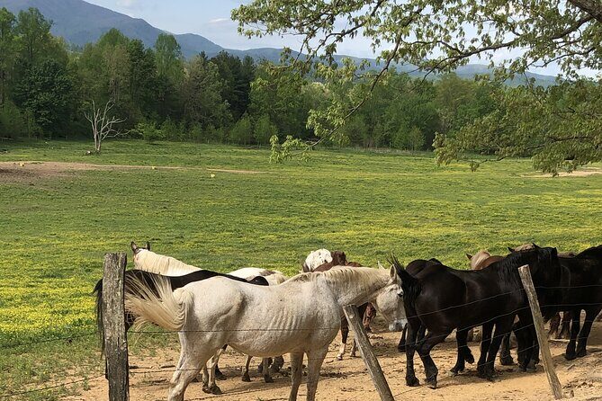 Cades Cove Jeep Tour - What to Expect from the Cades Cove Jeep Tour
