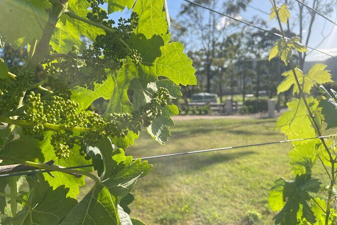Caels Gate Wine and Cheese Tasting in Hunter Valley - Practical Tips for Visiting