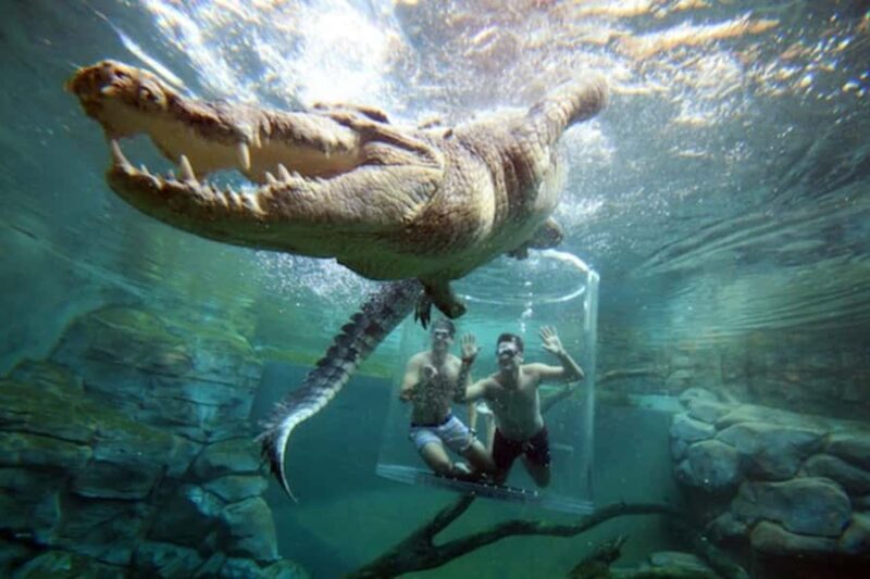 "Cage Of Death" Crocodile Swim and Entry to Crocosaurus Cove - What to Expect: A Detailed Look at the Experience