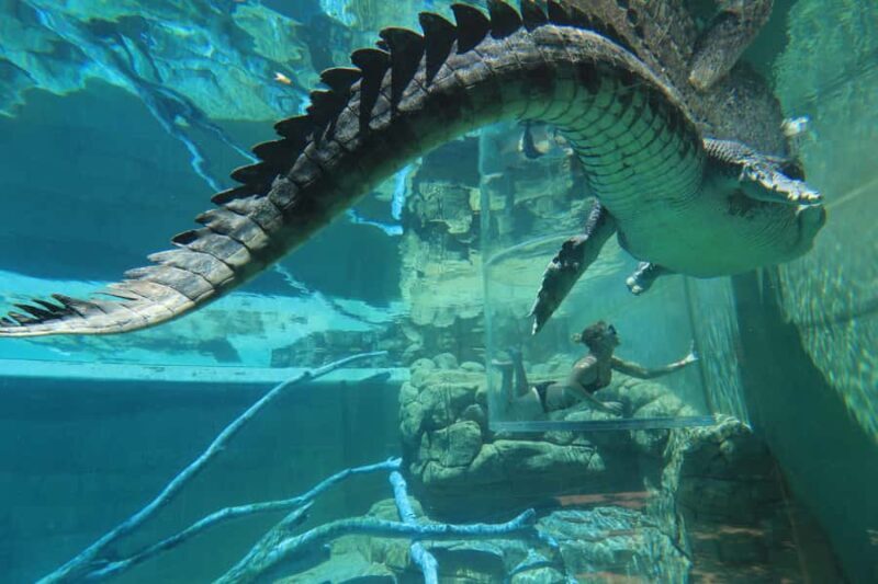 "Cage Of Death" Crocodile Swim and Entry to Crocosaurus Cove - Practical Tips for Travelers