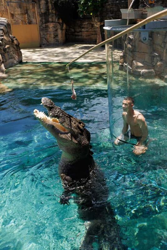 "Cage Of Death" Crocodile Swim and Entry to Crocosaurus Cove - Summing Up