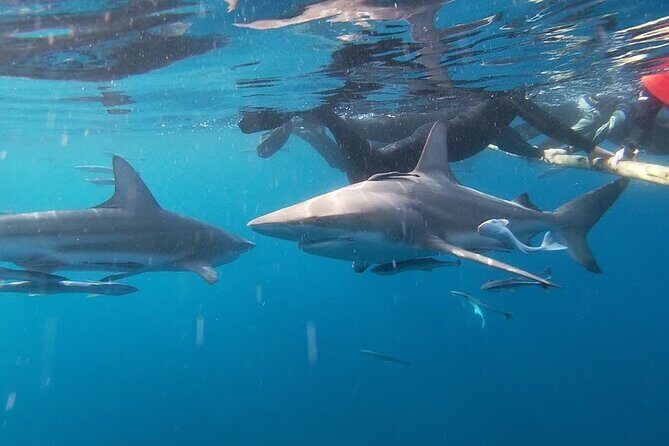 Caged and Cageless Shark Snorkelling on Durban's Aliwal Shoal - An In-Depth Look at the Experience