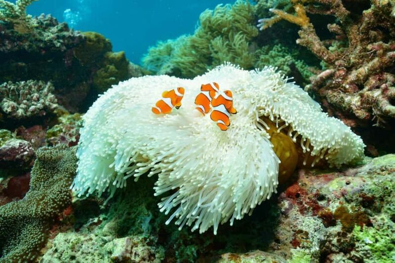 Cairns: 2-Day Barrier Reef Pontoon & Fitzroy Island Tour - An in-Depth Look at the Cairns 2-Day Reef & Island Tour