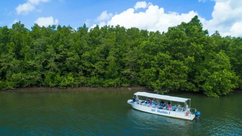 Cairns: 2-Day Great Barrier Reef & Daintree Rainforest Tour - Authentic Encounters and Practical Tips