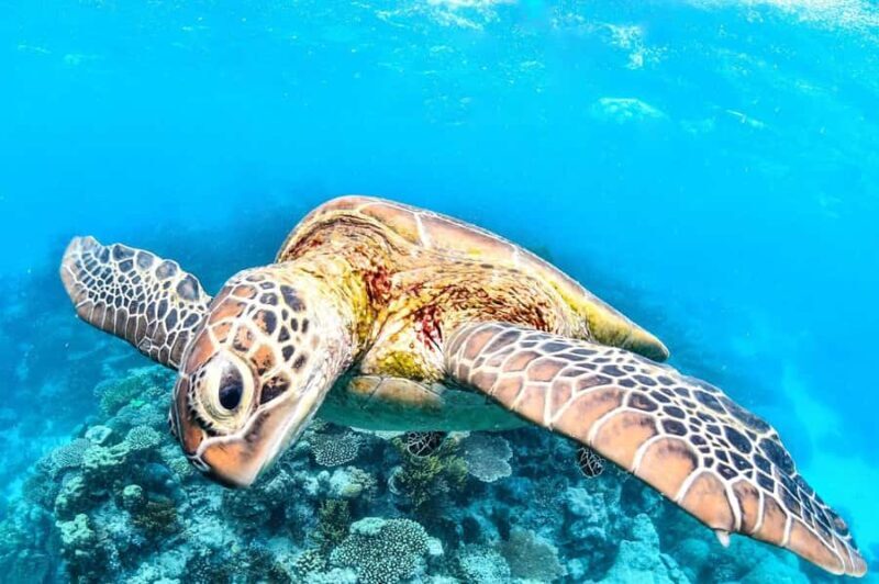 Cairns: 2-Day Great Barrier Reef & Daintree Rainforest Tour - Limitations and Considerations