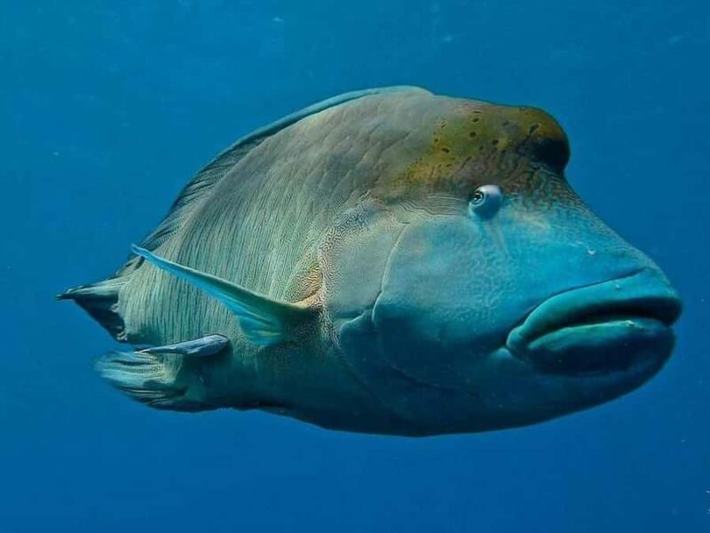 Cairns: 2-Day Great Barrier Reef Dive and Snorkel Boat Trip - The Sum Up