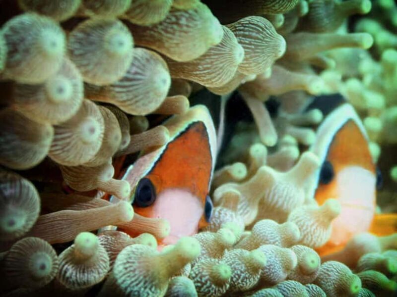Cairns: 2-Day Great Barrier Reef Dive and Snorkel Boat Trip - FAQ
