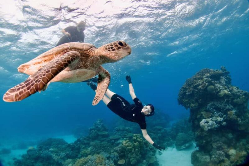Cairns: All-Inclusive Great Barrier Reef Half-Day Snorkeling - Final Thoughts: Who Will Love This Tour?