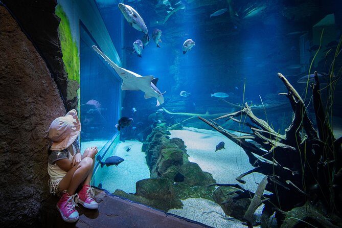 Cairns Aquarium Admission Ticket - The Sum Up