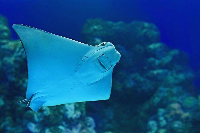 Cairns Aquarium Admission Ticket - FAQ