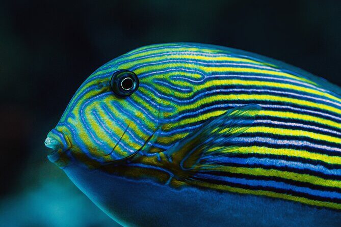 Cairns Aquarium by Twilight Tour - FAQ