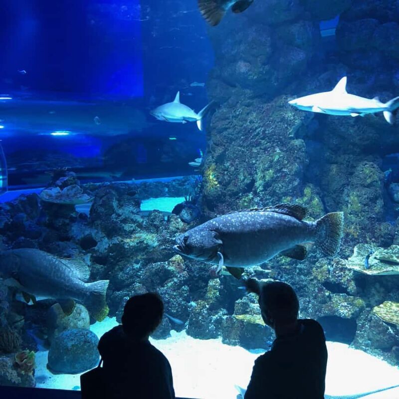 Cairns Aquarium General Admission Ticket - FAQ