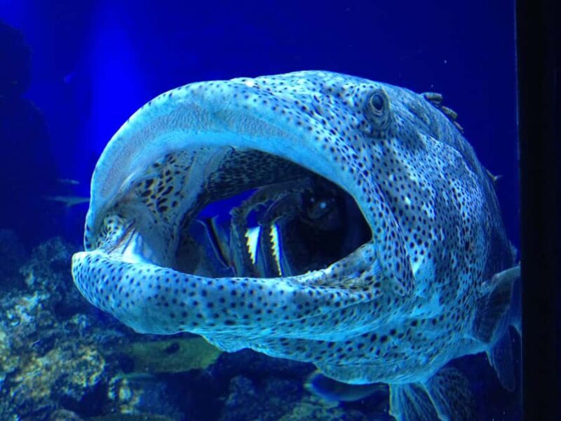 Cairns: Aquarium Guided Twilight Tour with 3-Course Dinner - Key Points