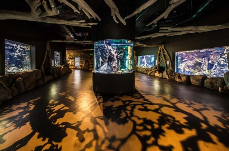 Cairns: Aquarium Guided Twilight Tour with 3-Course Dinner - A Detailed Look at the Cairns Aquarium Twilight Tour