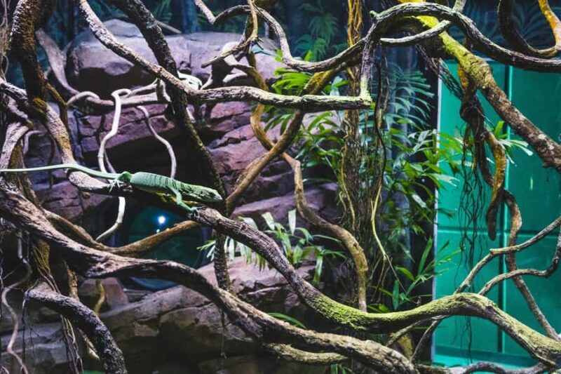 Cairns: Aquarium Guided Twilight Tour with 3-Course Dinner - FAQ