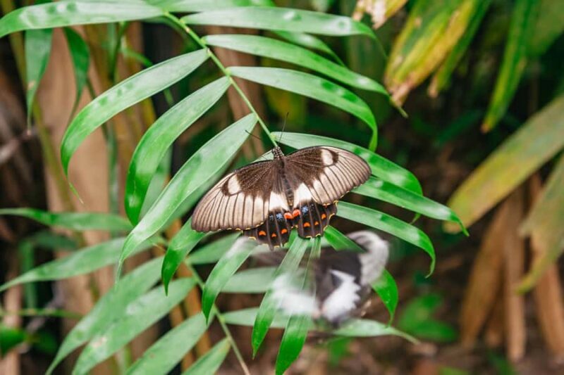 Cairns: Best of the Kuranda Rainforest Full-Day Tour & Lunch - Who Will Love This Tour?