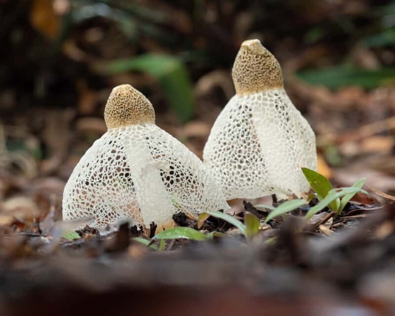 Cairns Botanic Gardens: Mushroom Photography Tour - Introduction: An Unusual but Fascinating World
