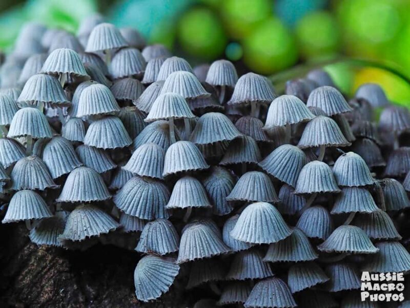 Cairns Botanic Gardens: Mushroom Photography Tour - A Closer Look at the Tour Logistics