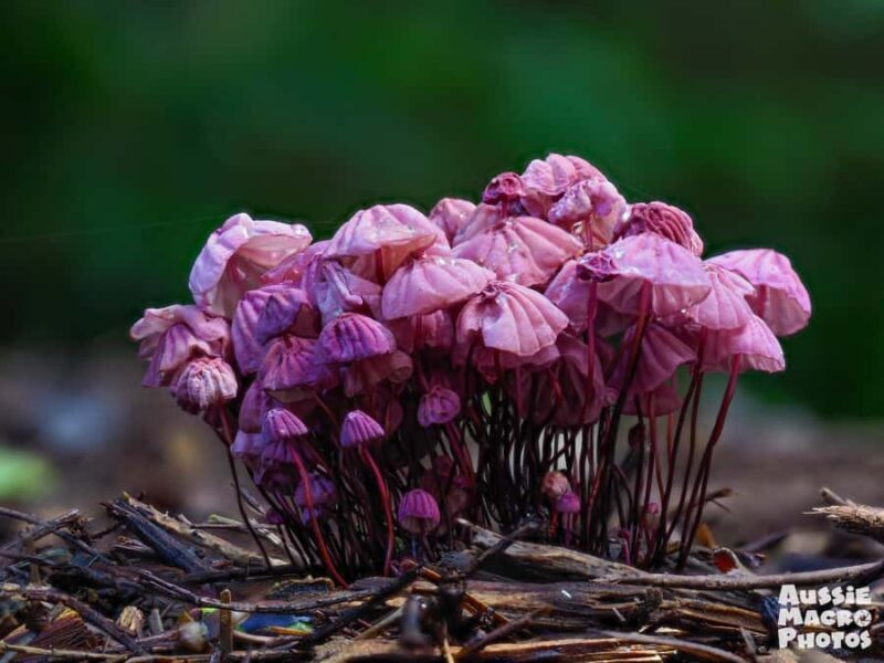 Cairns Botanic Gardens: Mushroom Photography Tour - Authentic Reviews and Insights