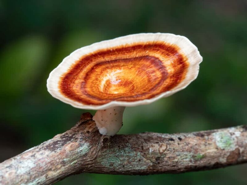 Cairns Botanic Gardens: Mushroom Photography Tour - Final Words
