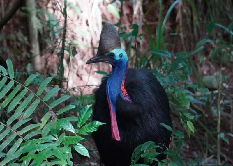 Cairns: Cape Tribulation, Beaches, Crocs & Swimming Day Tour - Practical Tips for Travelers