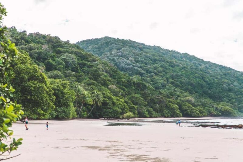 Cairns: Cape Tribulation & Daintree Rainforest Premium Tour - An In-Depth Look at the Tour Experience