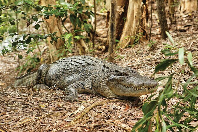 Cairns Cruise Ship Shore Excursion Crocodile and Wildlife Park - Key Points