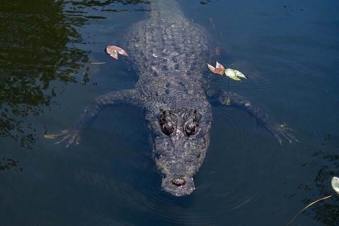 Cairns Cruise Ship Shore Excursion Crocodile and Wildlife Park - FAQ