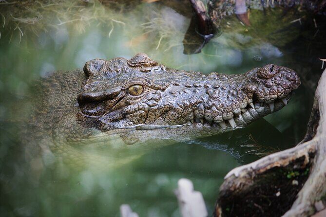 Cairns Daintree Rainforest and Cape Tribulation 2-Day Tour - FAQ