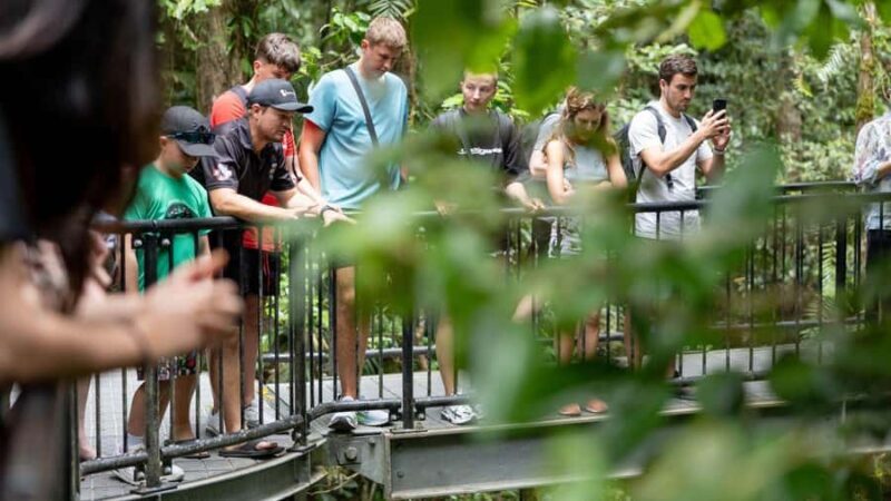 Cairns: Daintree Rainforest and Mossman Gorge Tour - Authentic Experiences and Highlights