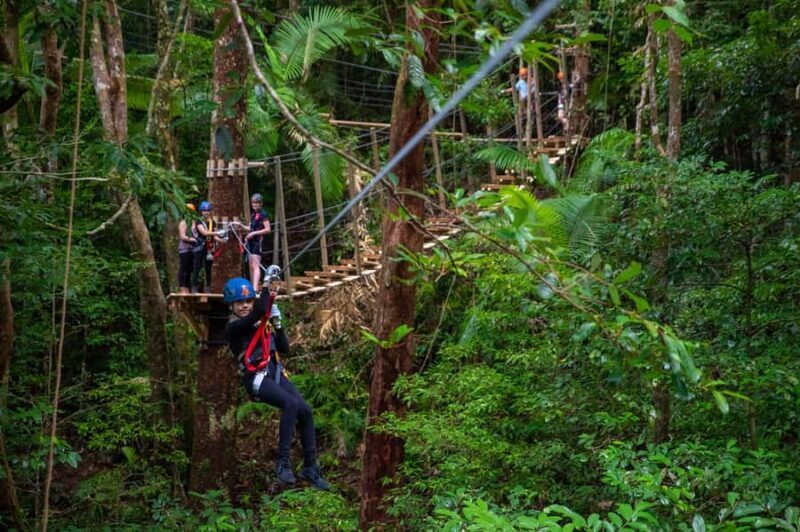 Cairns: Daintree Rainforest Canopy Ziplining Tour - Key Points