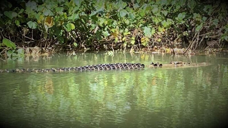 Cairns: Daintree River Cruise and Mossman Gorge - Introduction: What makes this tour special
