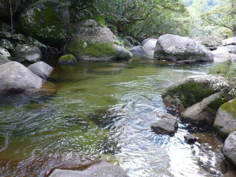Cairns: Daintree River Cruise and Mossman Gorge - What to Expect: From Cairns to the Daintree