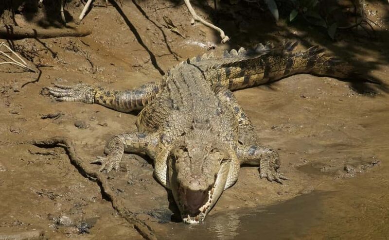 Cairns: Daintree River Cruise and Mossman Gorge - In-Depth: The Itinerary and Its Value