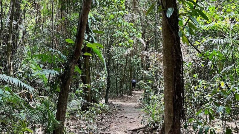 Cairns: Daintree River Cruise and Mossman Gorge - Practical Tips for Travelers